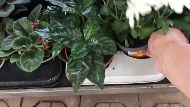 Уценённые Цветочки в Оби.Комнатные и Садовые! смотреть онлайн