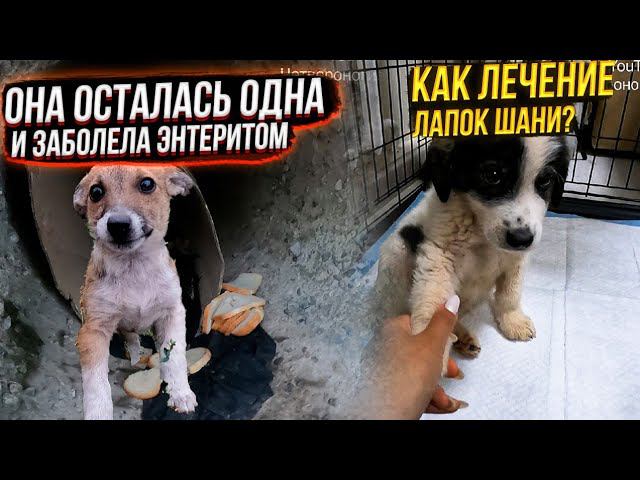 Пропала ещё и Алабайка Щенок в трубе заболел энтеритом. Уборка, кормление подобрышей