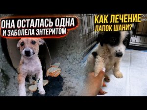Пропала ещё и Алабайка Щенок в трубе заболел энтеритом. Уборка, кормление подобрышей