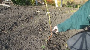 Обрезка однолетнего винограда