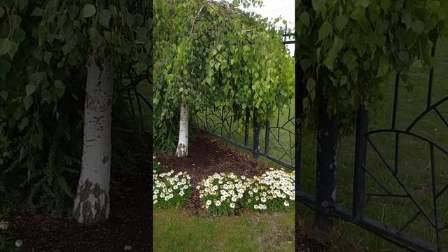 Береза повислая Юнги Betula pendula Youngii