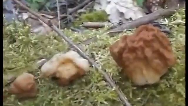 Грибы Строчки и Лопастники Оранжевые в березняке. Лес Телеши.