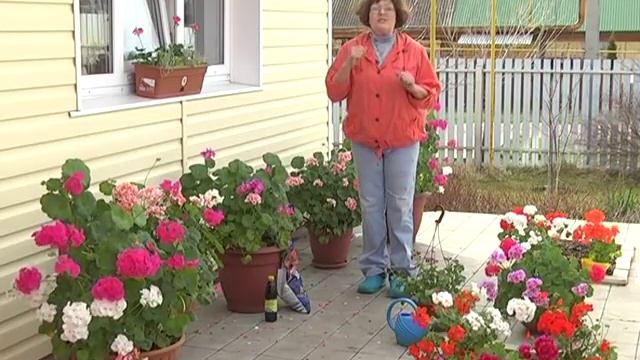 Ранний картофель. Пеларгонии. Препараты от насекомых и вредителей. смотреть онлайн