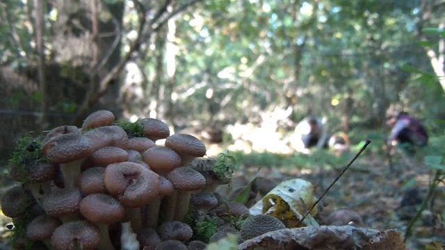 УРА ОПЕНЬОК ВЖЕ РОСТЕ!!! смотреть онлайн