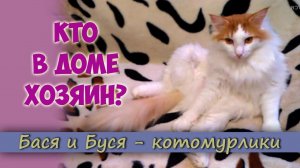 КТО В ДОМЕ ХОЗЯИН. Определился Лидер в Кошачей Стае.mp4