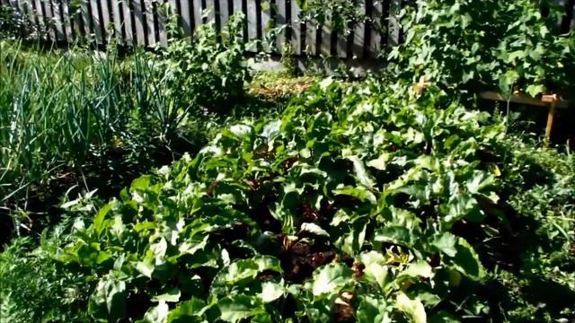 Сельский огород на Урале смотреть онлайн