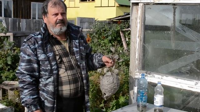 Как бороться с осами (пчелиный волк), How to combat wasps, Wasp control смотреть онлайн