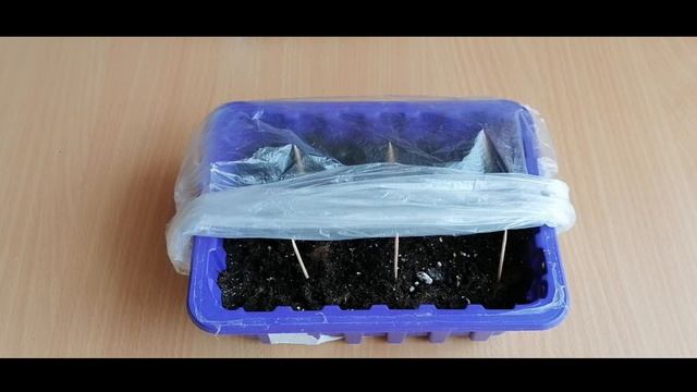 Петуния взошла на 4-ый день/что делать дальше/посев петунии гранулами/уход за рассадой и полив смотреть онлайн