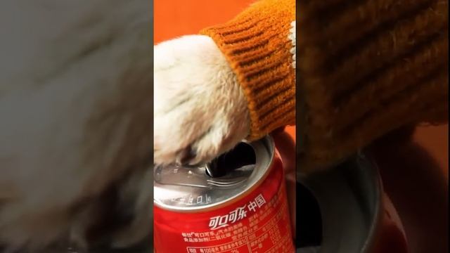 #short #Cat # Pet #Cute Chef Catie Puzzy Cooking Food | Милый кот готовит 2021