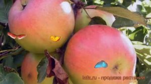 Яблоня гибридный Заславское (malus) ? яблоня Заславское обзор: как сажать саженцы яблони Заславское