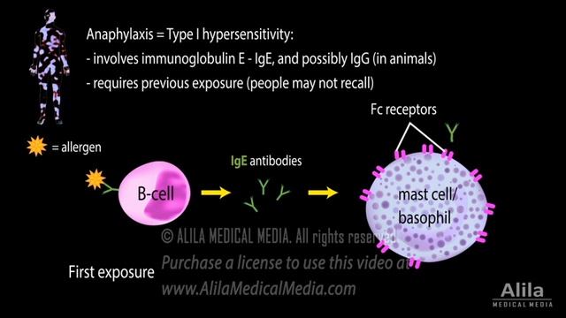 Anaphylaxis, Animation – смотреть видео онлайн от «Счастье в Гнезде» в 