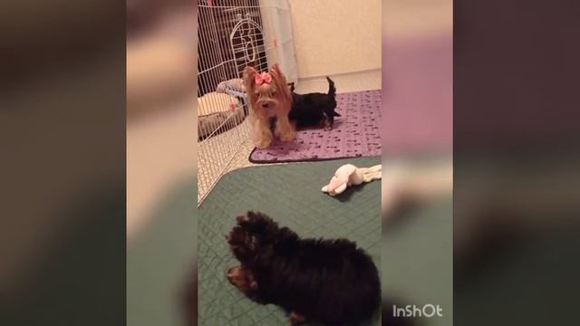 #йоркширскийтерьер # Девочки ждут мам смотреть онлайн