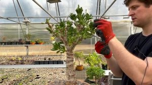 Бонсай из Crassula ovata Gollum весенняя обрезка