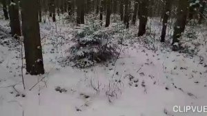 ДВЕ ЁЛОЧКИ ВЫРОСЛИ РЯДОМ В БОРУ...