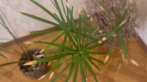 Циперус, приметы и суеверия