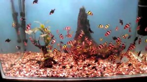 барбус суматранский - стая барбусов