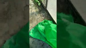 готовим грунт под посадку черенков инжира