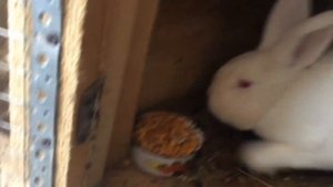 Как очень быстро проверить беременность крольчихи?