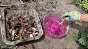 Когда и зачем выкапываю луковицы Тюльпанов