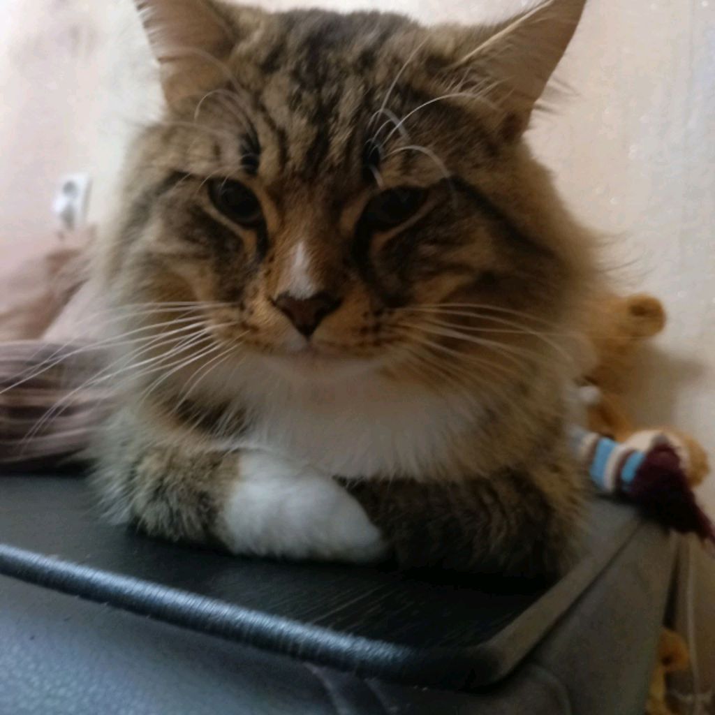 сас