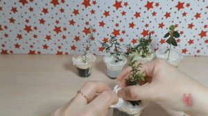 распаковка посылки №7 с редкими растениями | комнатные растения почтой | пополнение коллекции