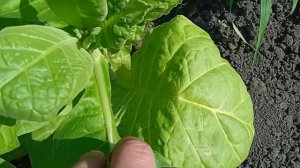 Промежуточный результат, в борьбе с мозаикой