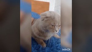 Кошка. Вислоухая.Шотландская. Приколы.Животные