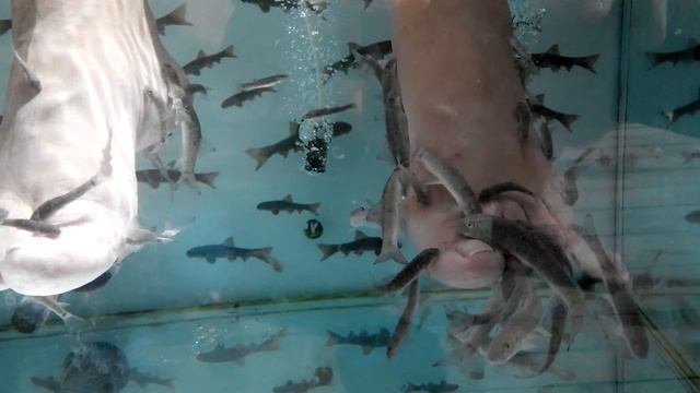 пилинг рыбами, фиш-пилинг, отель Эйфория, Турция смотреть онлайн