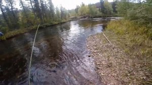 Рыбалка в Бурятии. Ловля хариуса нахлыстом на горной речке.