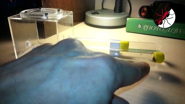 Муравьи Lasius niger. Быстрая замена пробирок в формикарии. смотреть онлайн