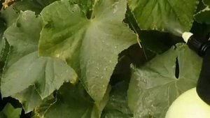 Хвощ полевой. Полезные свойства и применение на даче