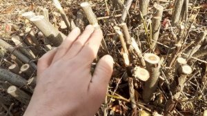 Обновление  кизильника черноплодного в возрасте.Небольшой обзор.