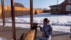 Гепард Герда начала сбрасывать лишнюю шерсть. Герда злится на расчёску