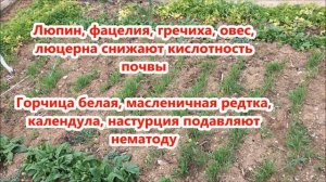 СОВМЕСТИМОСТЬ СИДЕРАТОВ И ОВОЩЕЙ / Какие СИДЕРАТЫ ЛУЧШЕ / Органическое земледелие на юге
