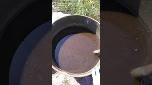 Коровяк - природное удобрение, которым подкармливают растения
