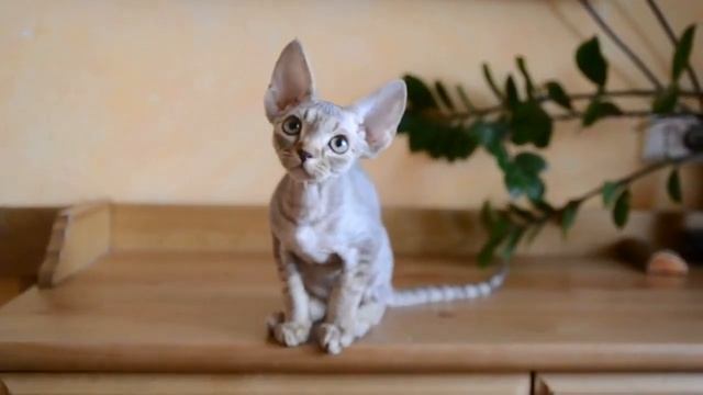 девон рекс Джекпот Егоза смотреть онлайн