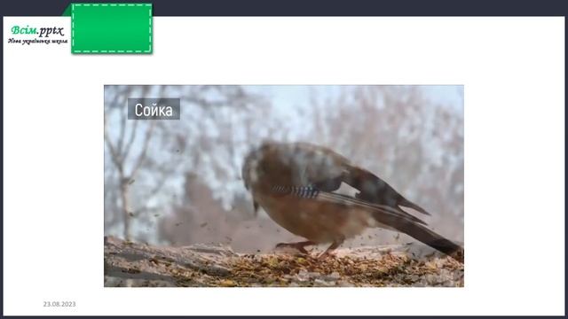 Листопадовий день, як заячий хвіст. В. Титаренко «Сойчині жолуді» (скорочено) смотреть онлайн