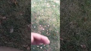 Кто должен менять оконные рамы, собственник или УК, капремонт...???