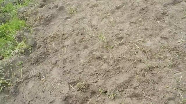 Высокий урожай помидор,без усилий