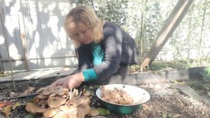 Влог. Мои будни на даче. Грибы опята, как вырастить на огороде.