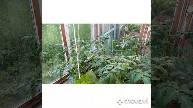 Огурец суперхруст ?//Клуша пересорт//итоги рабочей недели//крыжовник не спасла