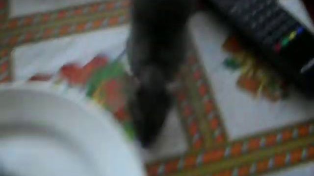 Крысы воруют блины смотреть онлайн