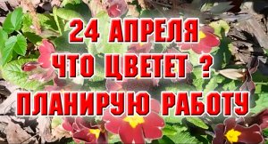 24 апреля. Что цветет. Планирую работу