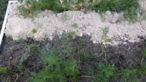 Мульчирую морковь опилками