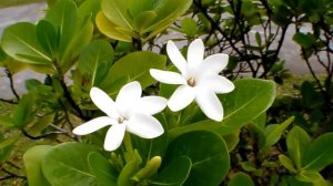 Tiare Tahiti in Rangiroa