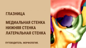 Глазница. Медиальная стенка глазницы. Нижняя стенка глазницы.  Латеральная стенка глазницы.