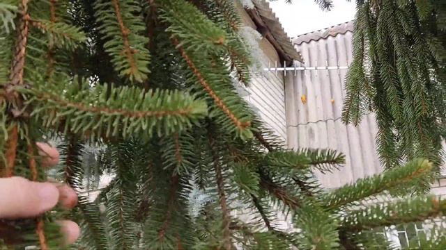 Ялина Інверса. Picea abies inversa смотреть онлайн