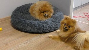 Померанский шпиц прихватизировал все игрушки, прогулка по безлюдным улицам, наблюдательный шпиц