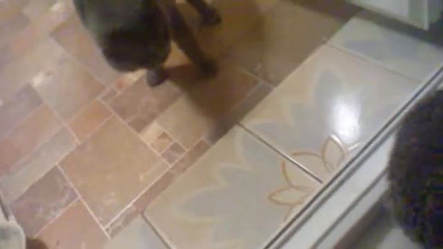 Кот VS Ёжик смотреть онлайн