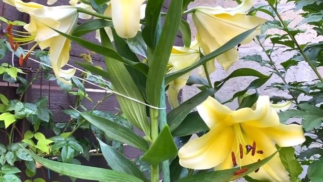 ГИГАНТСКИЕ ЛИЛИИ расцвели в розарии у нас и КОСАРИ ДОРОЖЕ в ДВА РАЗА чем в Краснодаре